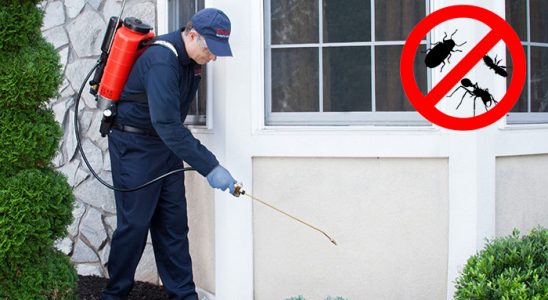 Çamlık Hamam Böceği İlaçlama böcek ilaçlama ve haşere kontrolü — ilaclama-tr.com